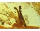 Two Nice Leaves. Fossil inclusions in Baltic amber #14647