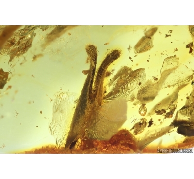 Two Nice Leaves. Fossil inclusions in Baltic amber #14647