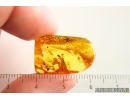 Two Nice Leaves. Fossil inclusions in Baltic amber #14647