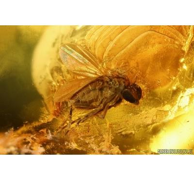 Long-legged fly Dolichopodidae with Mite Acari. Fossil Inclusions Baltic amber #14648
