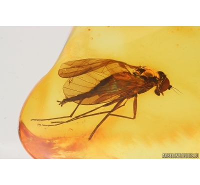 Nice Snipe Fly Rhagionidae. Fossil insect in Baltic amber #14649