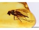 Nice Snipe Fly Rhagionidae. Fossil insect in Baltic amber #14649