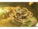 Wasp Hymenoptera and Mite Acari. Fossil inclusions Baltic amber #14650