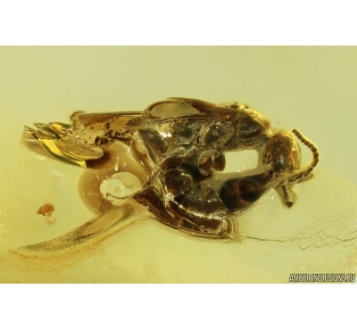 Wasp Hymenoptera and Mite Acari. Fossil inclusions Baltic amber #14650