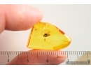 Wasp Hymenoptera and Mite Acari. Fossil inclusions Baltic amber #14650
