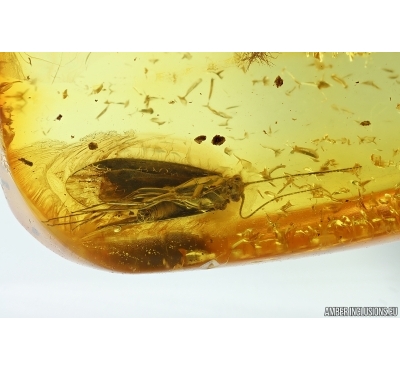 Caddisfly Trichoptera. Fossil insect in Ukrainian Rovno amber #14651