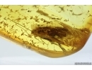 Caddisfly Trichoptera. Fossil insect in Ukrainian Rovno amber #14651