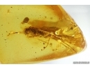 Caddisfly Trichoptera and Coprolite. Fossil inclusions in Ukrainian Rovno amber #14652