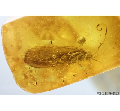 Caddisfly Trichoptera and Coprolite. Fossil inclusions in Ukrainian Rovno amber #14652