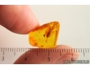 Caddisfly Trichoptera and Coprolite. Fossil inclusions in Ukrainian Rovno amber #14652