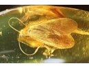 Nice Caddisfly Trichoptera. Fossil insect Baltic amber #14659