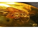 Nice Caddisfly Trichoptera. Fossil insect Baltic amber #14659