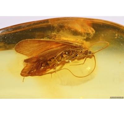 Nice Caddisfly Trichoptera. Fossil insect Baltic amber #14659