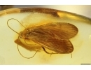 Nice Caddisfly Trichoptera. Fossil insect Baltic amber #14659
