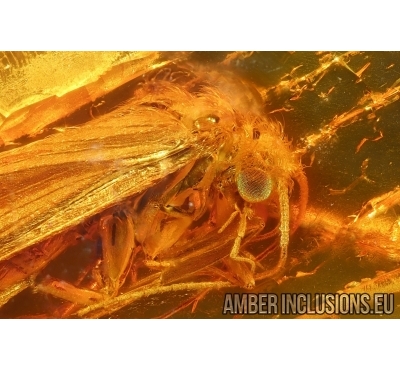 Nice Caddisfly Trichoptera. Fossil insect Baltic amber #14660