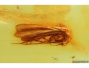 Nice Caddisfly Trichoptera. Fossil insect Baltic amber #14660