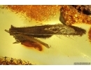 Caddisfly Trichoptera and Leaf. Fossil inclusions Baltic amber #14661