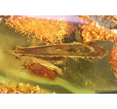 Caddisfly Trichoptera and Leaf. Fossil inclusions Baltic amber #14661