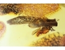 Caddisfly Trichoptera and Leaf. Fossil inclusions Baltic amber #14661