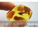 Caddisfly Trichoptera and Leaf. Fossil inclusions Baltic amber #14661