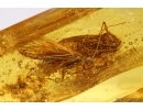 Two Caddisflies Trichoptera. Fossil inclusions Baltic amber #14662