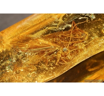 Two Caddisflies Trichoptera. Fossil inclusions Baltic amber #14662