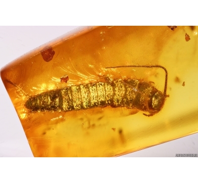 Silverfish Lepismatidae. Fossil inclusion in Baltic amber stone #14663