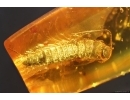 Silverfish Lepismatidae. Fossil inclusion in Baltic amber stone #14663