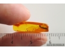 Silverfish Lepismatidae. Fossil inclusion in Baltic amber stone #14663