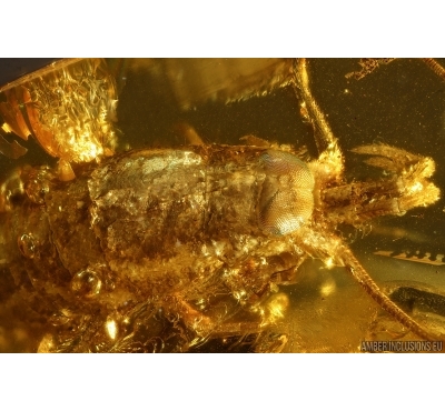 Bristletail Machilidae. Fossil inclusion Baltic amber #14664