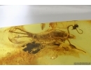 Bristletail Machilidae. Fossil inclusion Baltic amber #14664