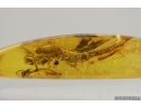 Bristletail Machilidae. Fossil inclusion Baltic amber #14664