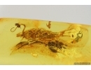 Bristletail Machilidae. Fossil inclusion Baltic amber #14664