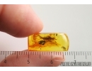 Bristletail Machilidae. Fossil inclusion Baltic amber #14664
