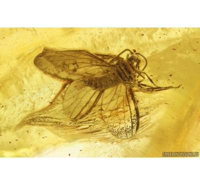 Rare Dustywing Neuroptera Coniopterygidae Archiconis electrica. Fossil inclusion Baltic amber #14667