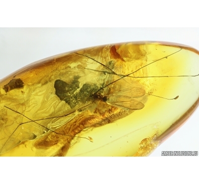 Crane Fly Limoniidae Trichoneura. Fossil insect in Ukrainian Rovno amber #14669R