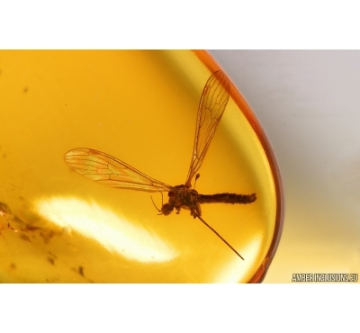 Crane Fly Limoniidae Trichoneura. Fossil insect in Baltic amber stone #14670