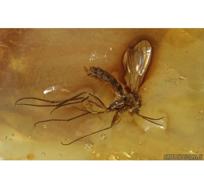 Nicer Fungus gnat Mycetophilidae. Fossil insect in Baltic amber #14671