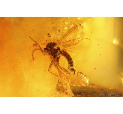 Fungus gnat Mycetophilidae. Fossil insect in Baltic amber #14672