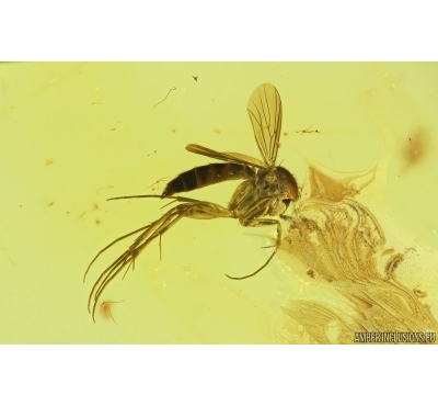 Fungus gnat Mycetophilidae. Fossil insect Ukrainian Rovno amber #14673R