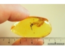 Fungus gnat Mycetophilidae. Fossil insect Ukrainian Rovno amber #14673R