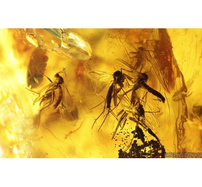 Many Fungus gnats Mycetophilidae. Fossil insects Ukrainian Rovno amber #14674