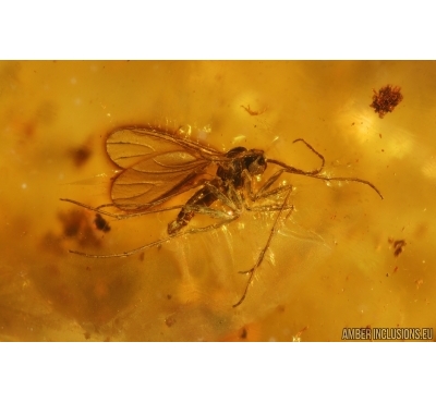 Dark-Winged fungus gnat Sciaridae. Fossil inclusion Ukrainian Rovno amber #14675R