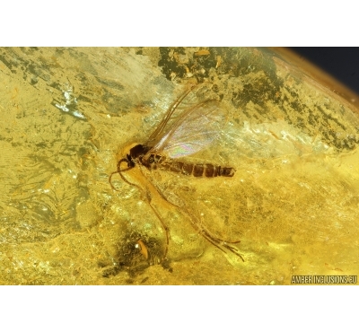 Two Dark-Winged fungus gnats Sciaridae. Fossil inclusions Baltic amber #14676