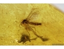 Two Dark-Winged fungus gnats Sciaridae. Fossil inclusions Baltic amber #14676