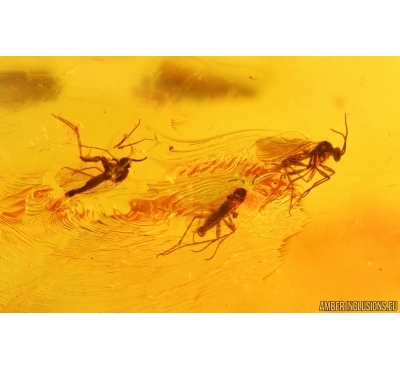 Svarm of Dark-Winged fungus gnats Sciaridae. Fossil inclusions in big 35g Baltic amber stone #14677