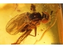 Long-legged fly Dolichopodidae. Fossil Inclusion Baltic amber #14678