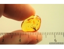 Long-legged fly Dolichopodidae. Fossil Inclusion Baltic amber #14678