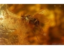 Long-legged fly Dolichopodidae. Fossil Inclusion Baltic amber #14681