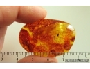 Long-legged fly Dolichopodidae. Fossil Inclusion Baltic amber #14681